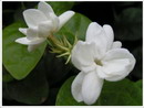 Common Jasmine